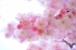 gallery/japanese-cherry-trees-flowers-spring-japanese-flowering-cherry-54630